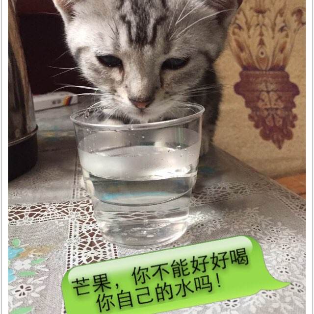 仿制假马尔代夫ID